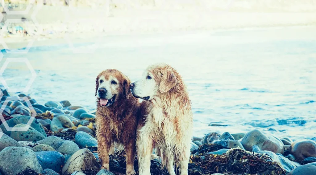 Dogs on a pebbly beach after a swim