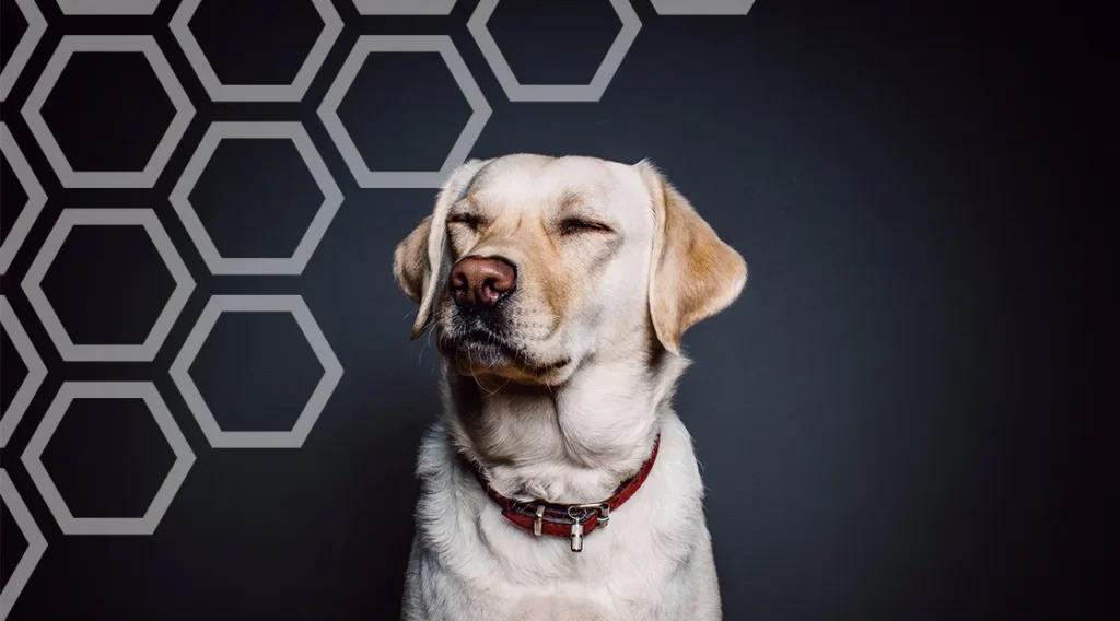 Grown Labrador sitting