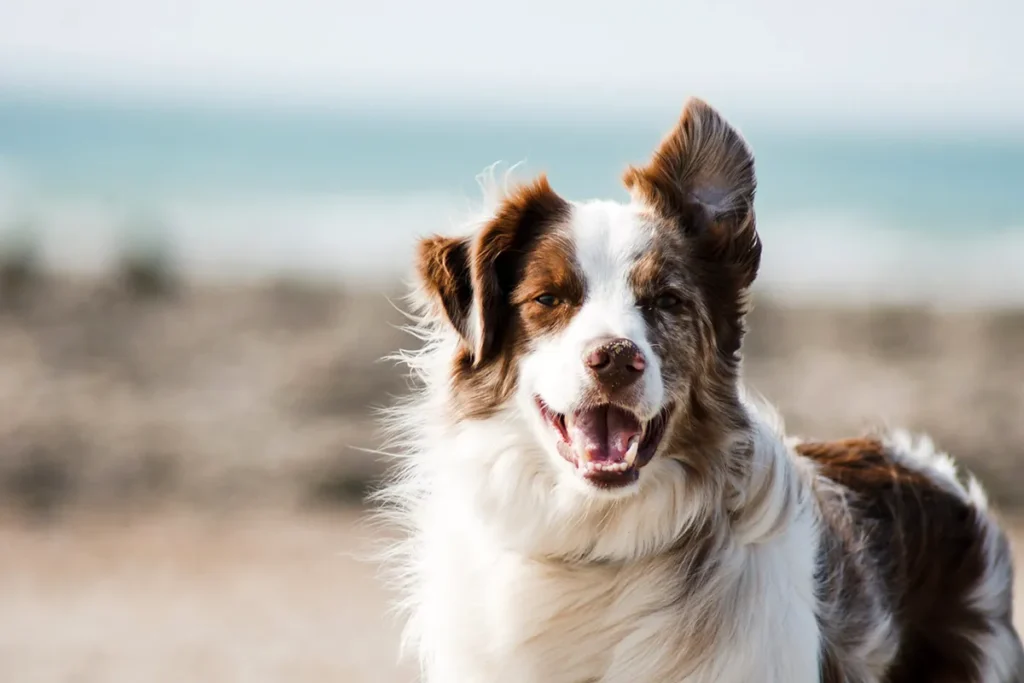dog on the beach