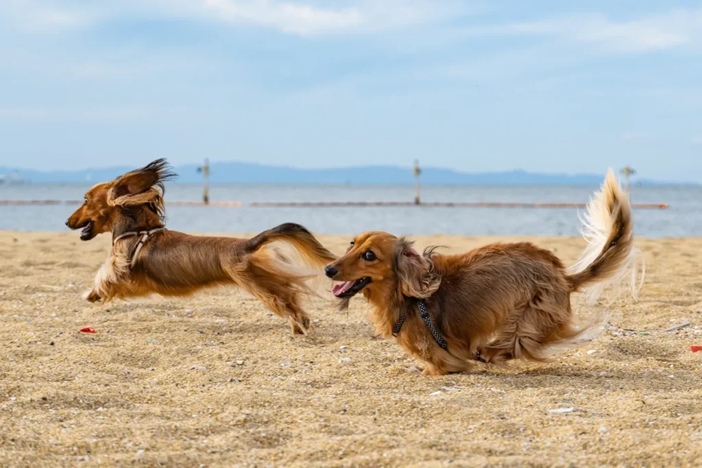 two dogs playing on a beach