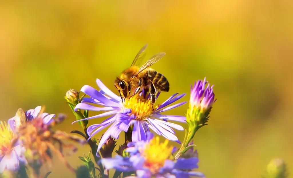 bee gathering pollen