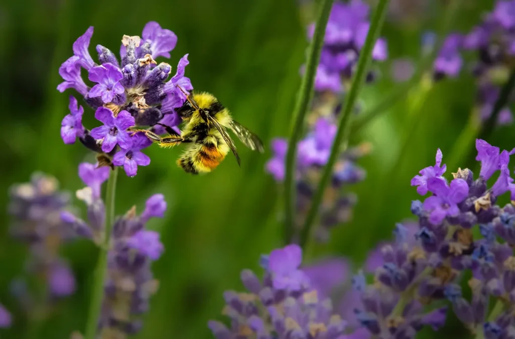 bee gathering pollen from wildflowers