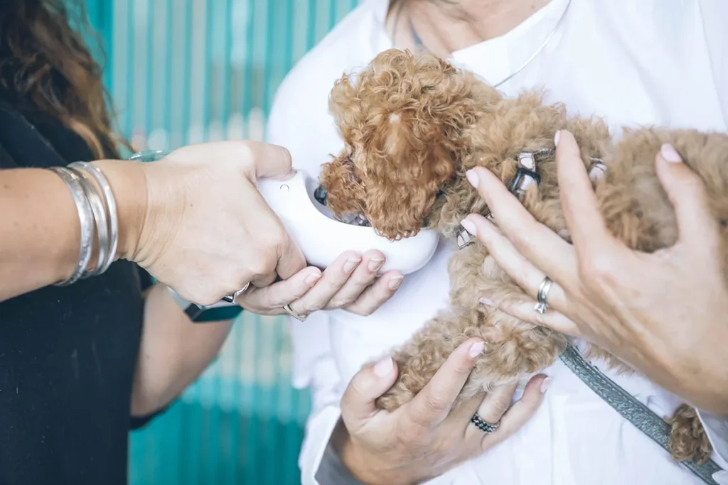A small dog being held by their owner while drinking water at a veterinary practice