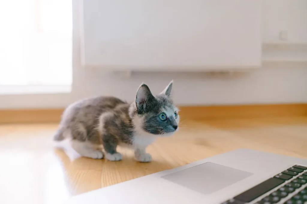 kitten staring at a laptop screen