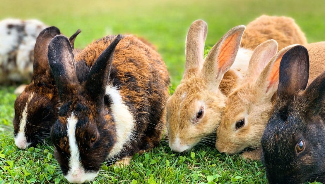 a group of rabbits eating grass in an open field