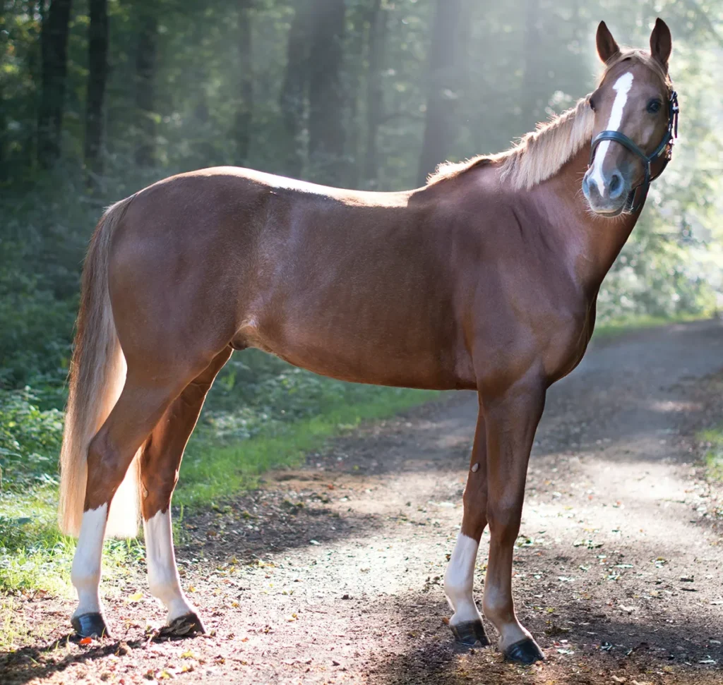 a horse standing still on a woodland path