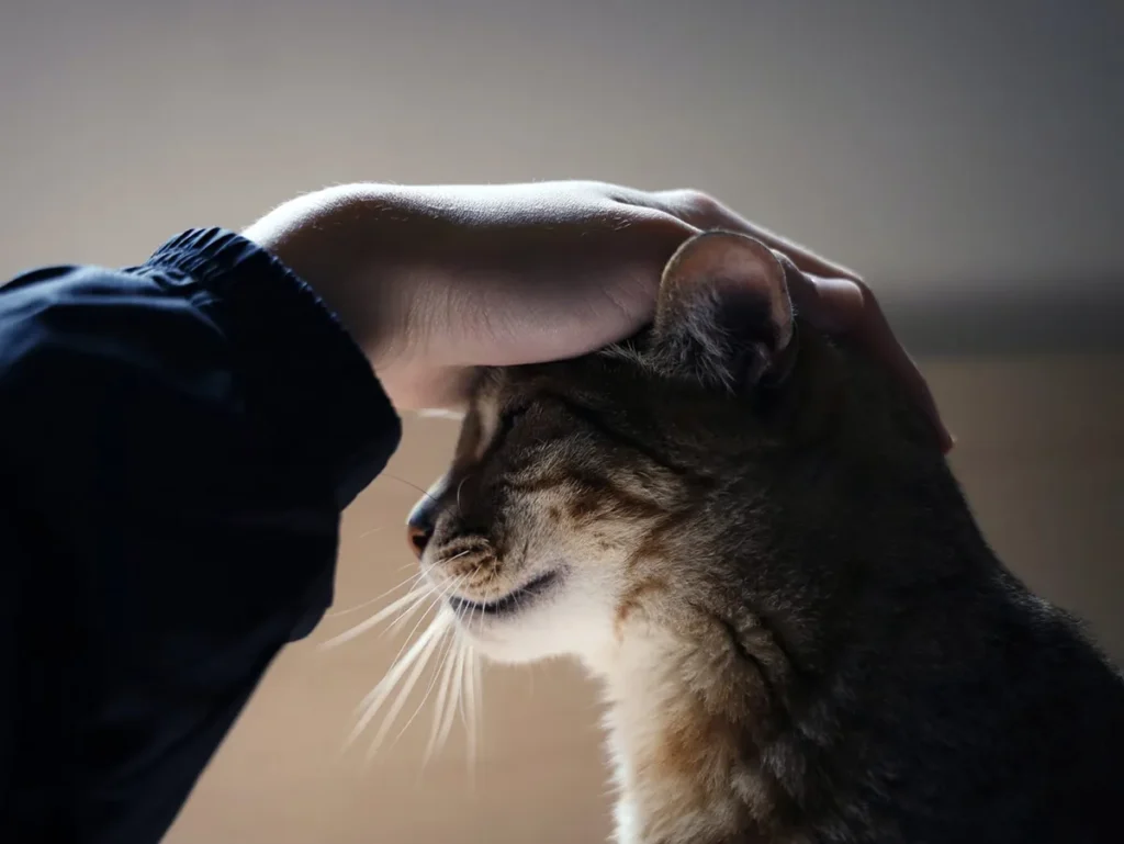 cat being gently petted on the head