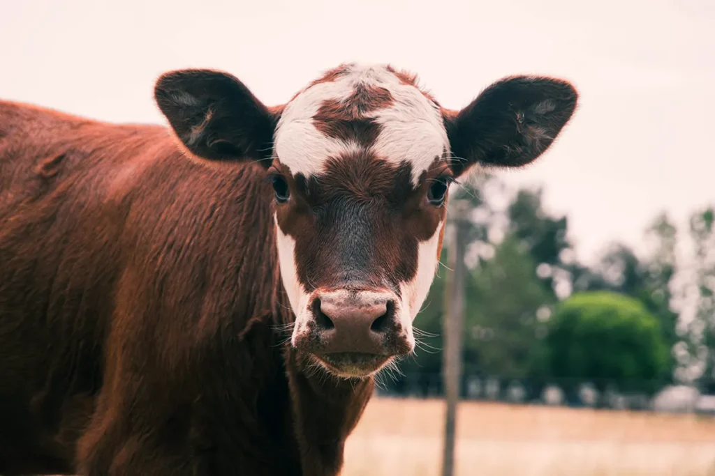 cow outdoors looking ahead