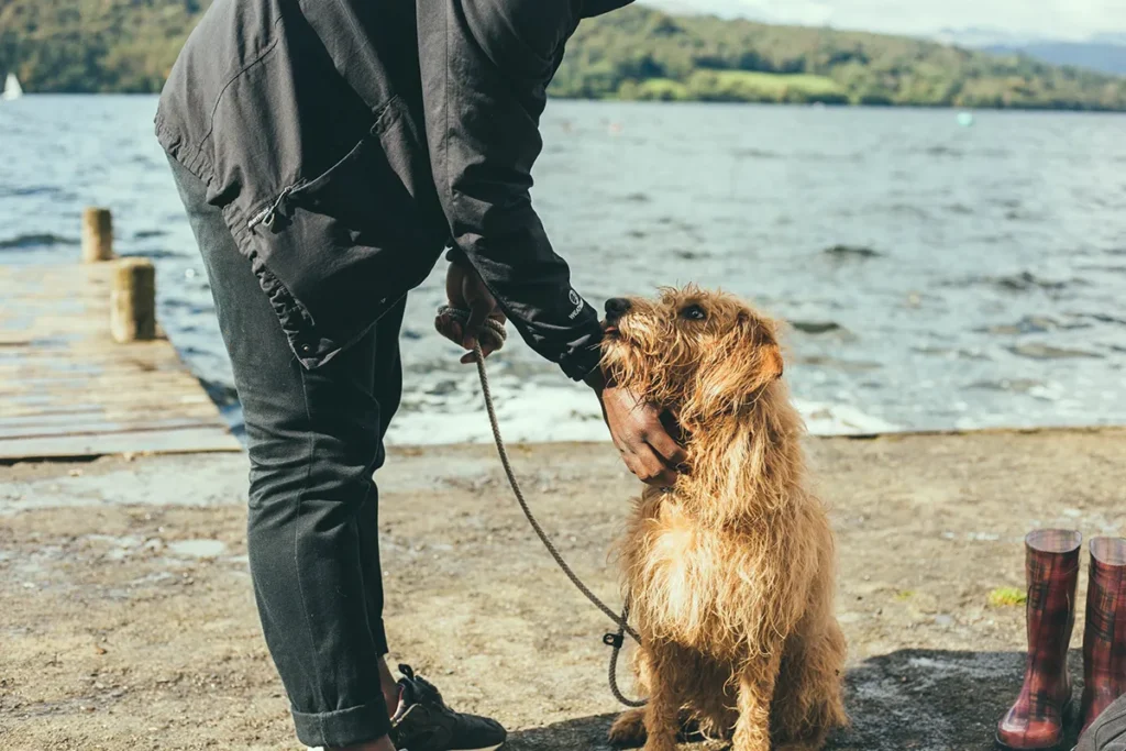 dog being stroked under the chin after a swim