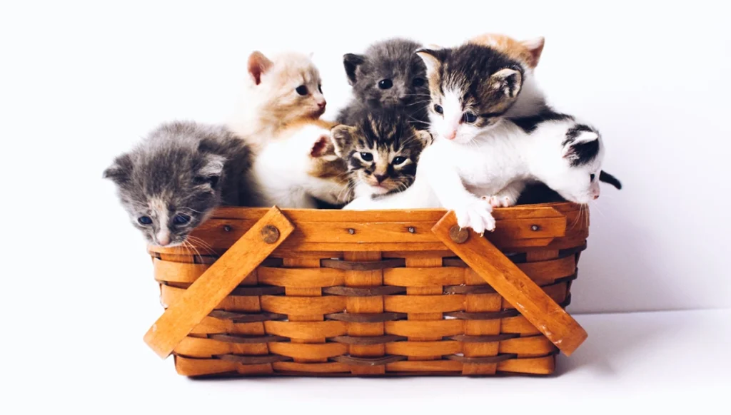 kittens playing in a basket