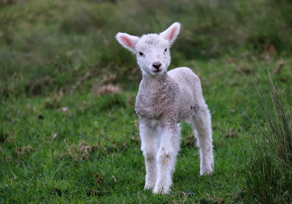 lamb in a field looking ahead