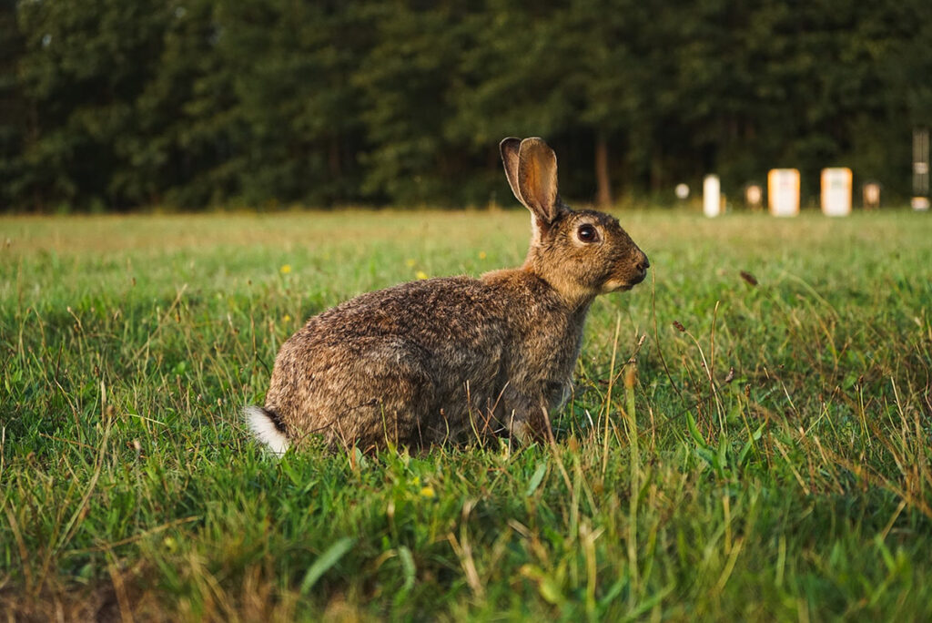 rabbit in a field listening to sounds nearby