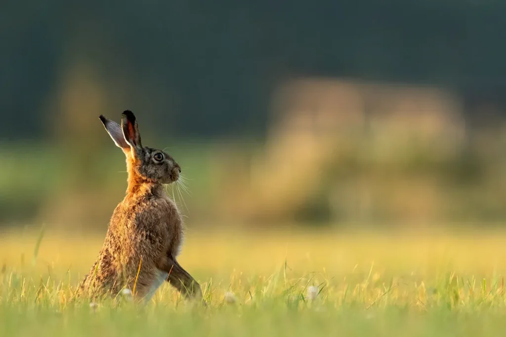 rabbit on its hind legs listening for sounds