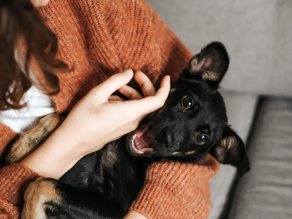 woman stroking a puppy while seated on a couch