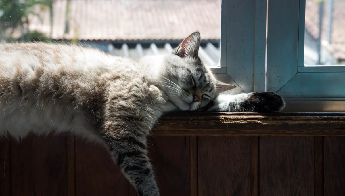 cat sleeping on a windowsill in the sunshine