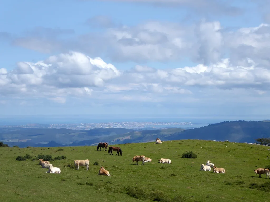 cows and horses grazing in a field