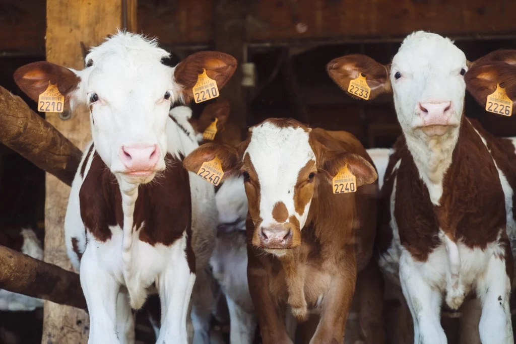 cows with their ears tagged