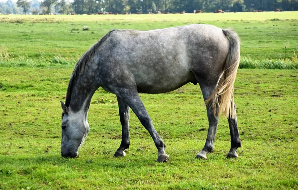 horse grazing in a field