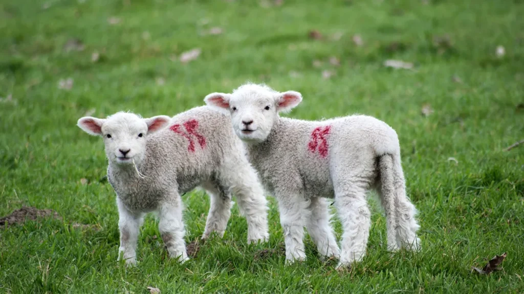 lambs grazing in a field