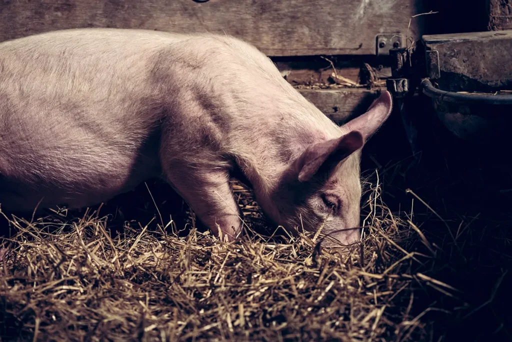 piglet in a pen eating