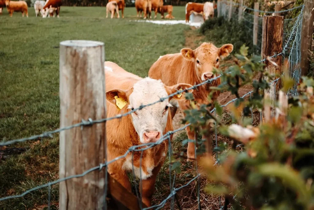 cows grazing in a field