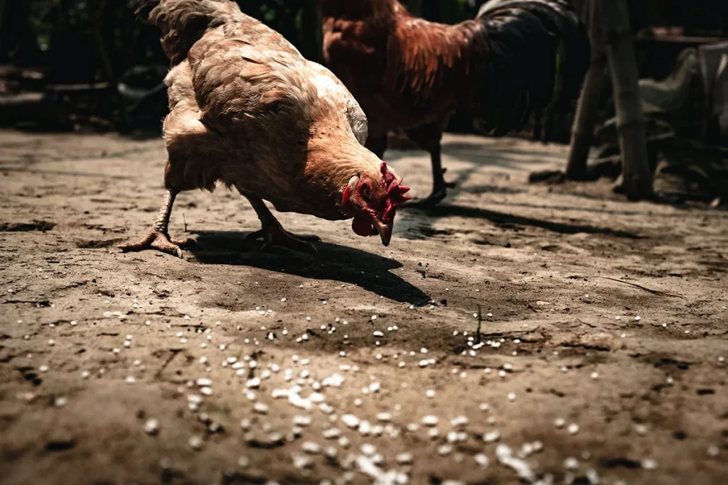 Chicken and rooster in coop