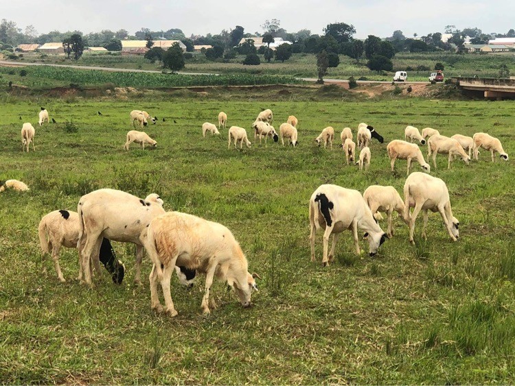 Goats-1