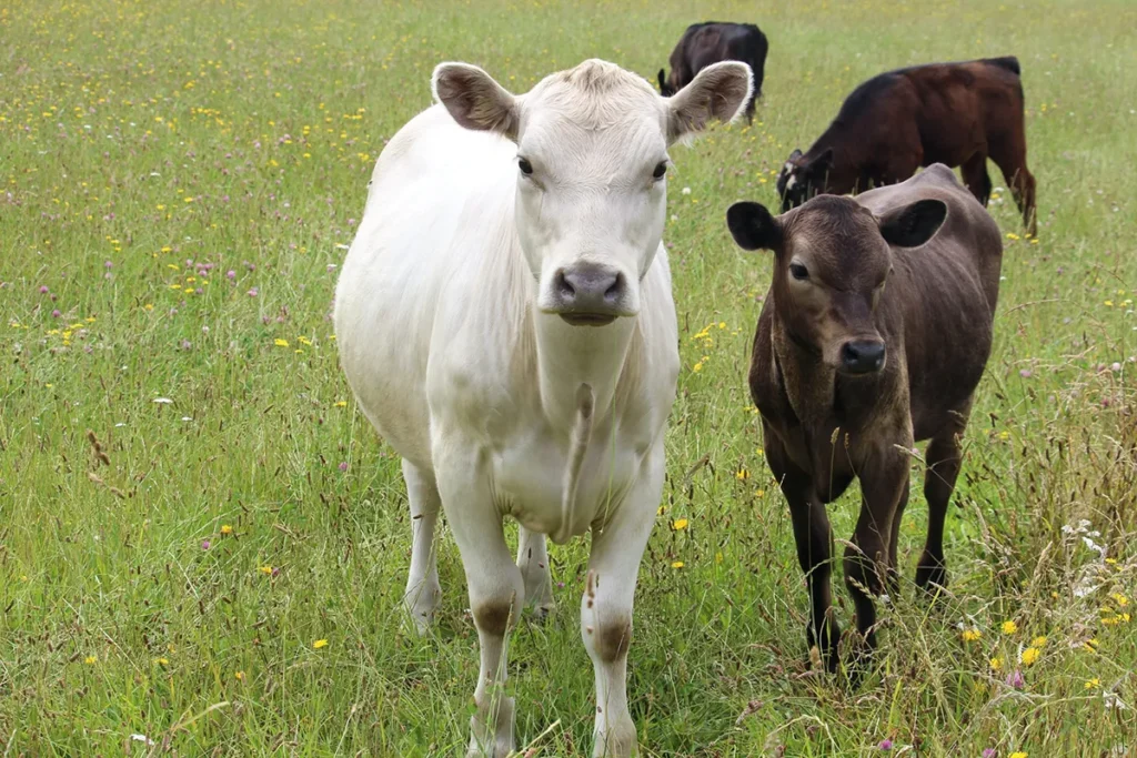 a lone white cow in a field with three other brown cows