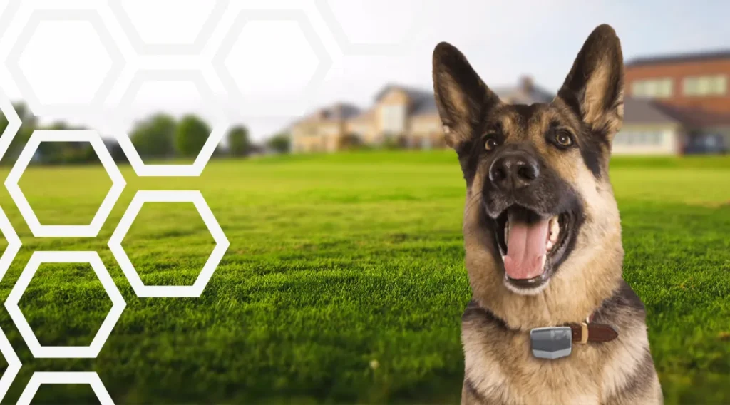 German Shepherd sitting on a lawned area